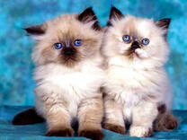 Два милых сиамских котёнка