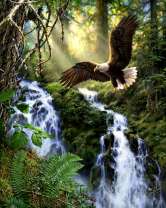 Орлан над лесным водопадом