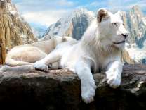 Белый лев отдыхает на скале