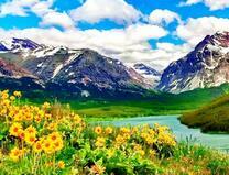 Цветочки на берегу горной реки