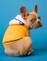 Пёсик в толстовке