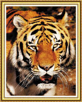 Большой грозный тигр на охоте