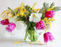 Нежные тюльпаны и мимоза в прозрачном кувшине