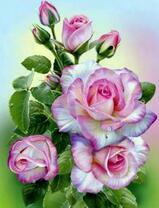 Куст нежных роз с каплями росы