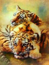 Отдых двух молодых тигров