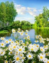 Нежные ромашки у лесного озера