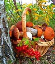 Полное лукошко грибов и рябина