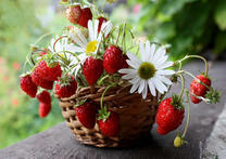 Корзинка с земляникой и ромашками
