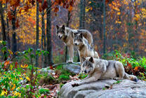 Три волка под кронами осеннего леса