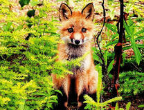 Пушистый лисенок в летнем лесу