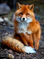 Большой и пушистый лис в осеннем лесу