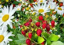 Земляника и ромашки