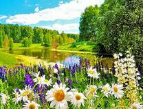 Лужайка полевых цветов у реки