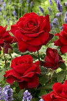 Куст ярко-красных роз