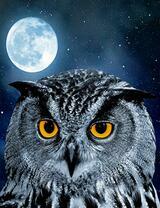 Филин на фоне глубокой ночи