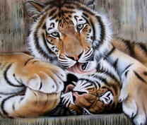 Тигрица умывает своего тигра