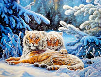 Пара тигров под снегом в лесу