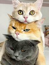 Три разноцветные кошечки