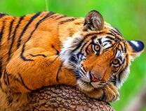 Отдых большого тигра