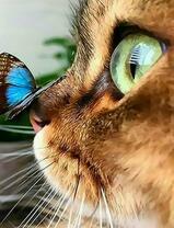 Мордочка кошки и бабочка