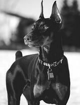 Большой черный дог