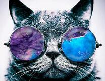 Кот во вселенских очках