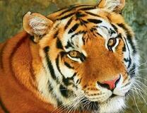 Милый взгляд тигра