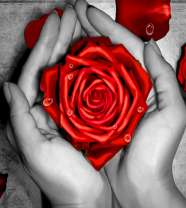 Цветок розы в женских ладонях