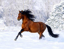 Большой скакун у зимнего леса