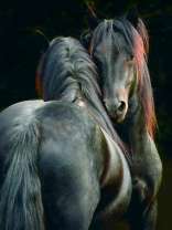 Объятие лошадей