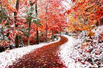 Осенняя листва притрушена снегом