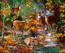 Стадо оленей в осеннем лесу у ручья