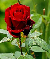 Багровая роза