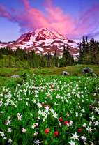 Поле цветов перед вулканом