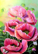 Розовые маки