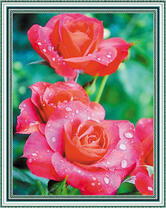 Капельки росы на нежных лепестках роз