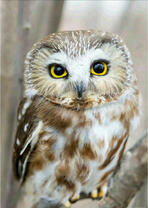 Пушистая желтоглазая сова