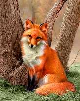 Пушистая лиса под деревом