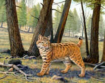 Подрастающая рысь