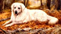 белый пес среди осенней листвы