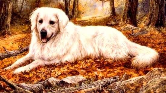 Алмазная мозаика 40x50 Белый пес среди осенней листвы