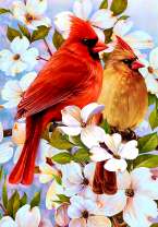 Птицы кардинал на цветущей ветке
