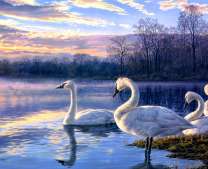 Стая лебедей на озере