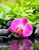 Орхидея на камнях у воды