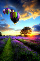 Воздушные шары над цветущей лавандой