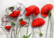 Тонкие маки