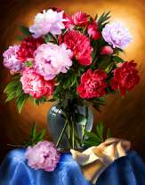 Букет пионов на синей драпировке