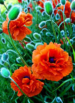 Просто маки