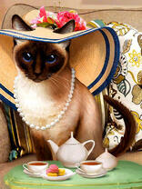 Сиамская кошка в шляпе