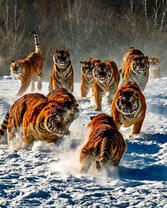 Тигриный прайд в зимнем лесу